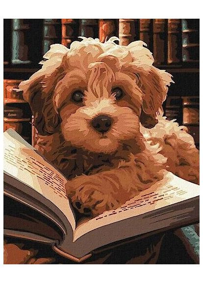 Набор для росписи по номерам Пушистый читатель KHO6587 shop (4823104357308) IDEYKA (369250944)