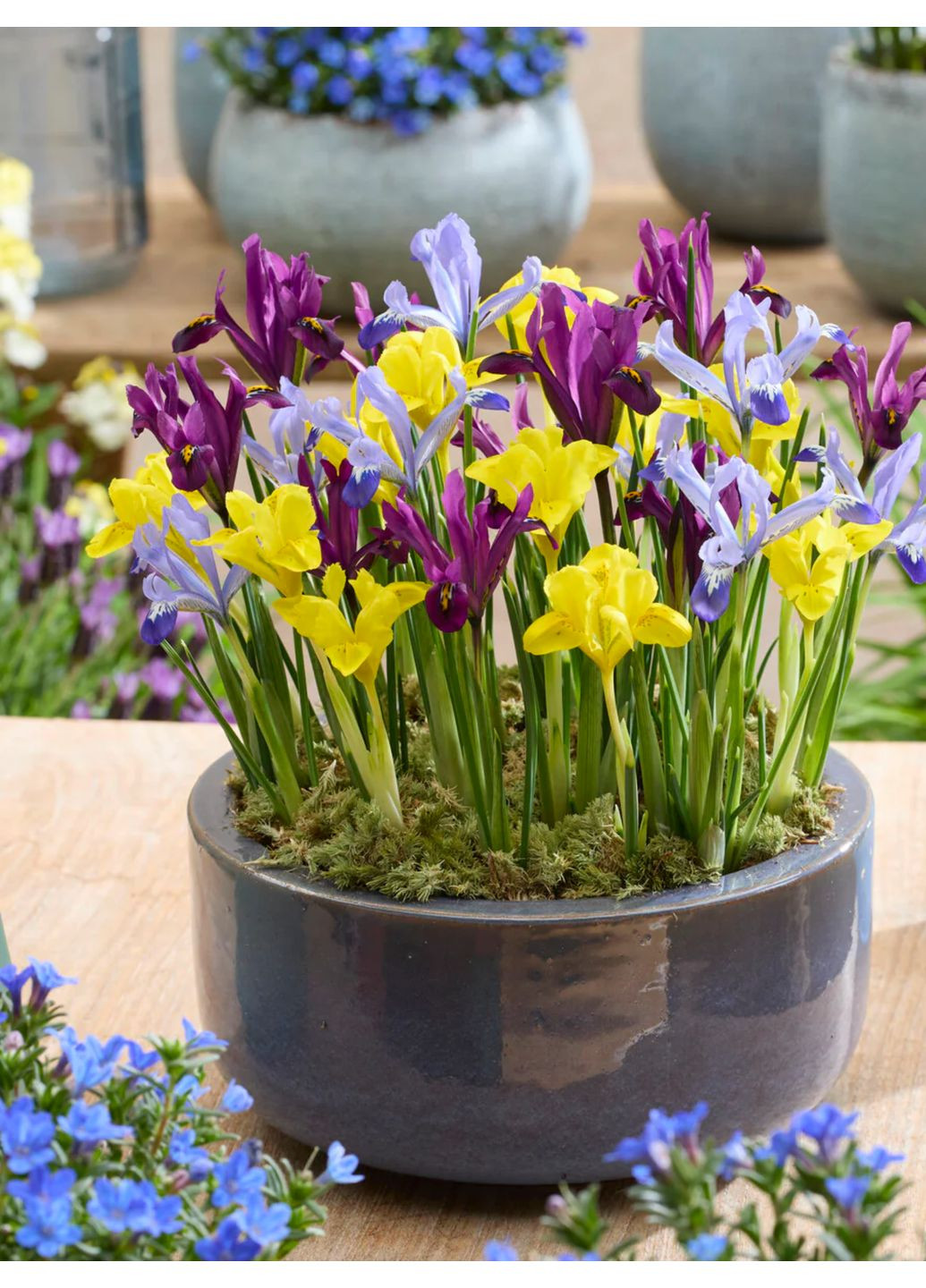 Ірис reticulata Mix (5 шт. в упаковці) No Brand (364535256)