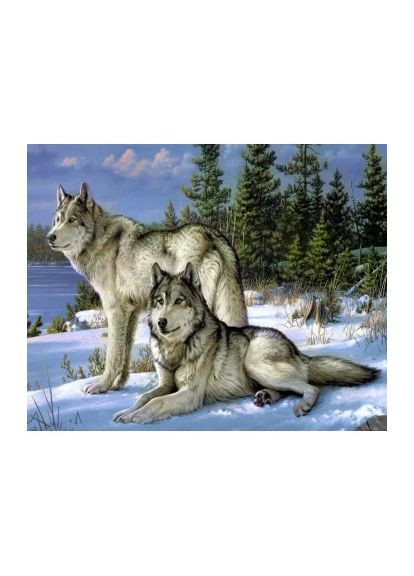 Набір алмазної мозаїки 40х50 Вовки на снігу SP007 ColorArt (299772305)