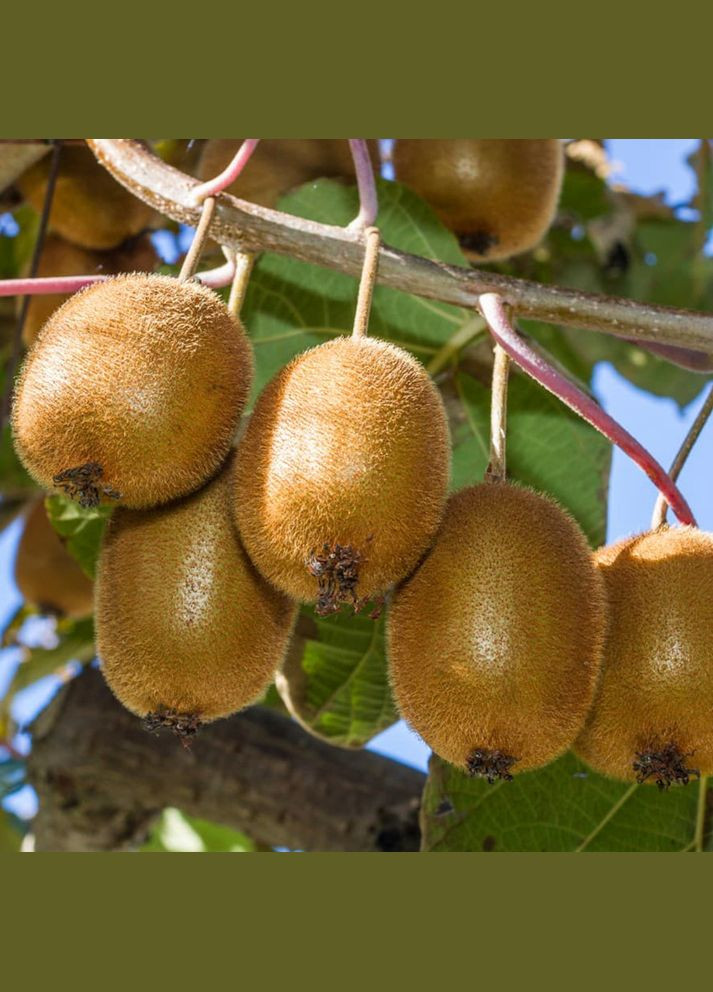 Саженцы киви Бруно - 2-летний Садовий-Розмай (301221015)