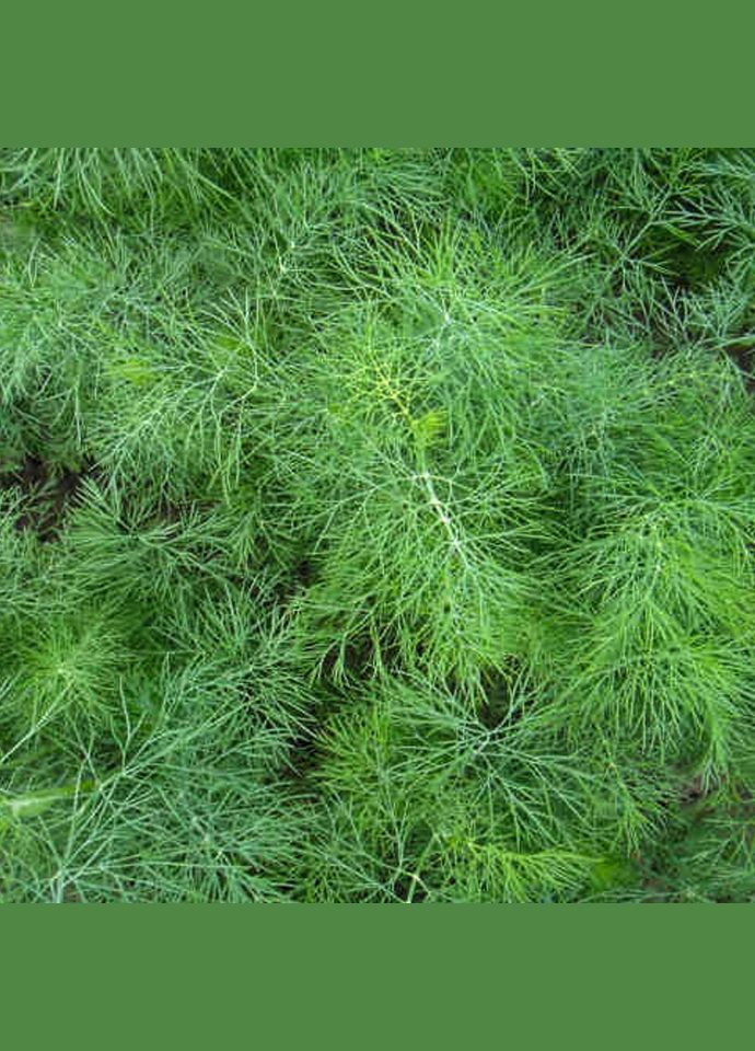 Насіння Кропу кущового 3 г ( ) Насіння країни (328606937)