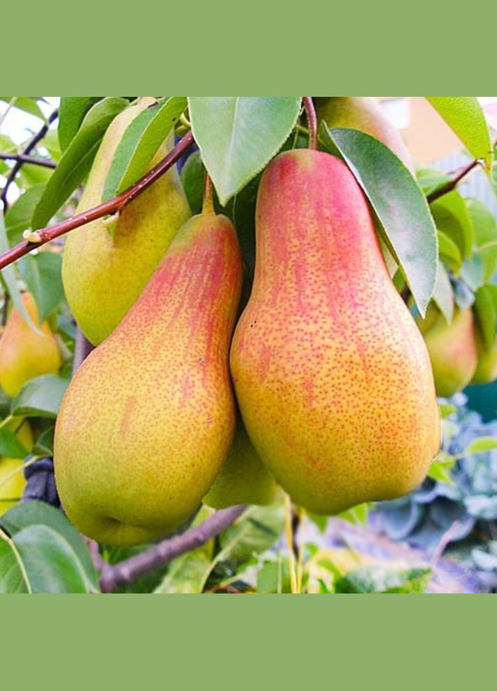 Саженцы груши Лесная Красавица - 1-летний Садовий-Розмай (301220530)