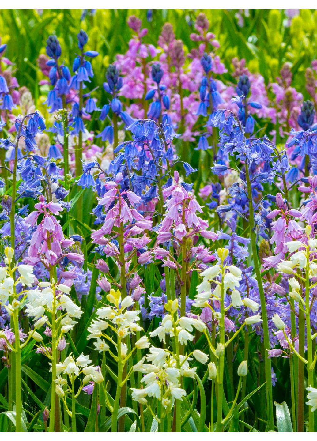 Гиацинтоидес Микс (5 шт.) в упаковке) No Brand (364535253)