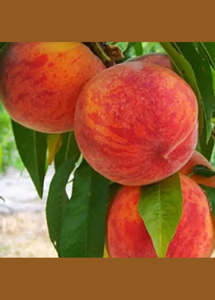 Саджанці персика Інка - 2-річний Садовий-Розмай (301220062)