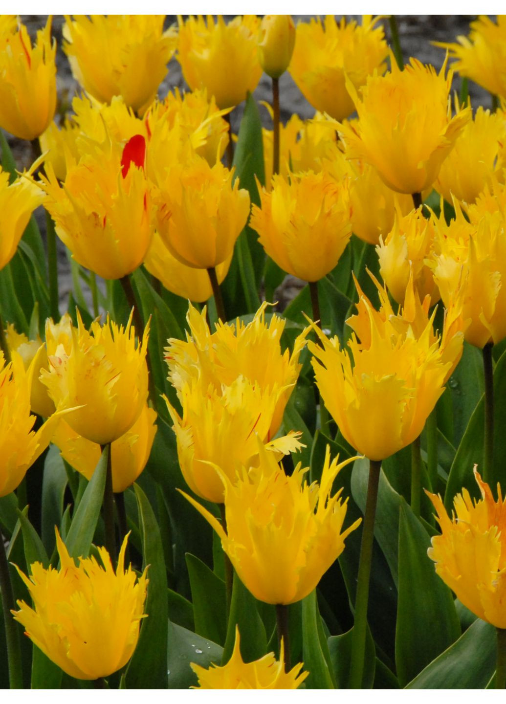 Тюльпан Sunny Leo (1 шт.) в упаковке) No Brand (364534751)