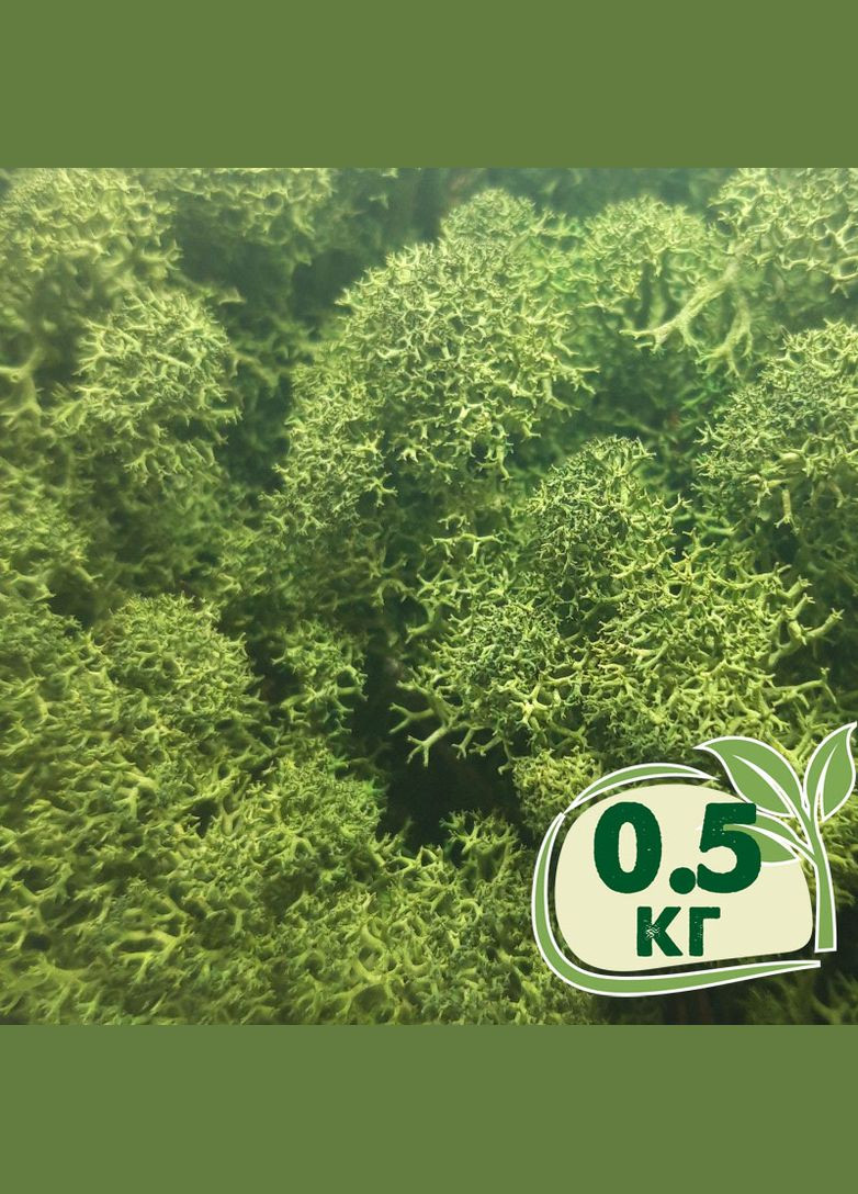 Стабилизированный мох ягель Зеленый темный 0,5 кг Nordic moss (276401146)