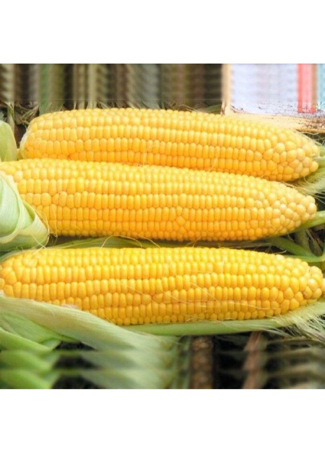 Насіння кукурудзи Оверленд F1 Syngenta (331900627)