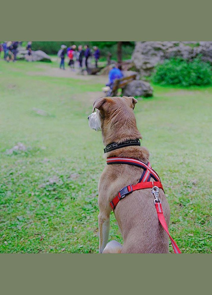 Світлопробивна шлейка для собак з магнітною застібкою Daytona R Cros (Ферпласт Дайтона П Кросс) L B: 70 ae 96 см 25 мм, Червоний Ferplast (297511637)