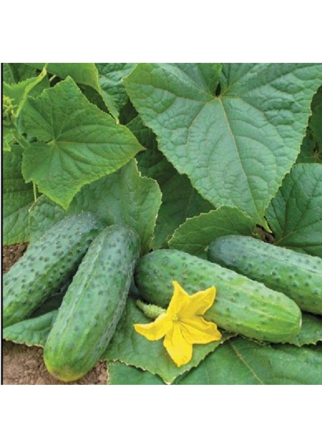 Семена огурца Спарта F1 Nunhems (329432069)