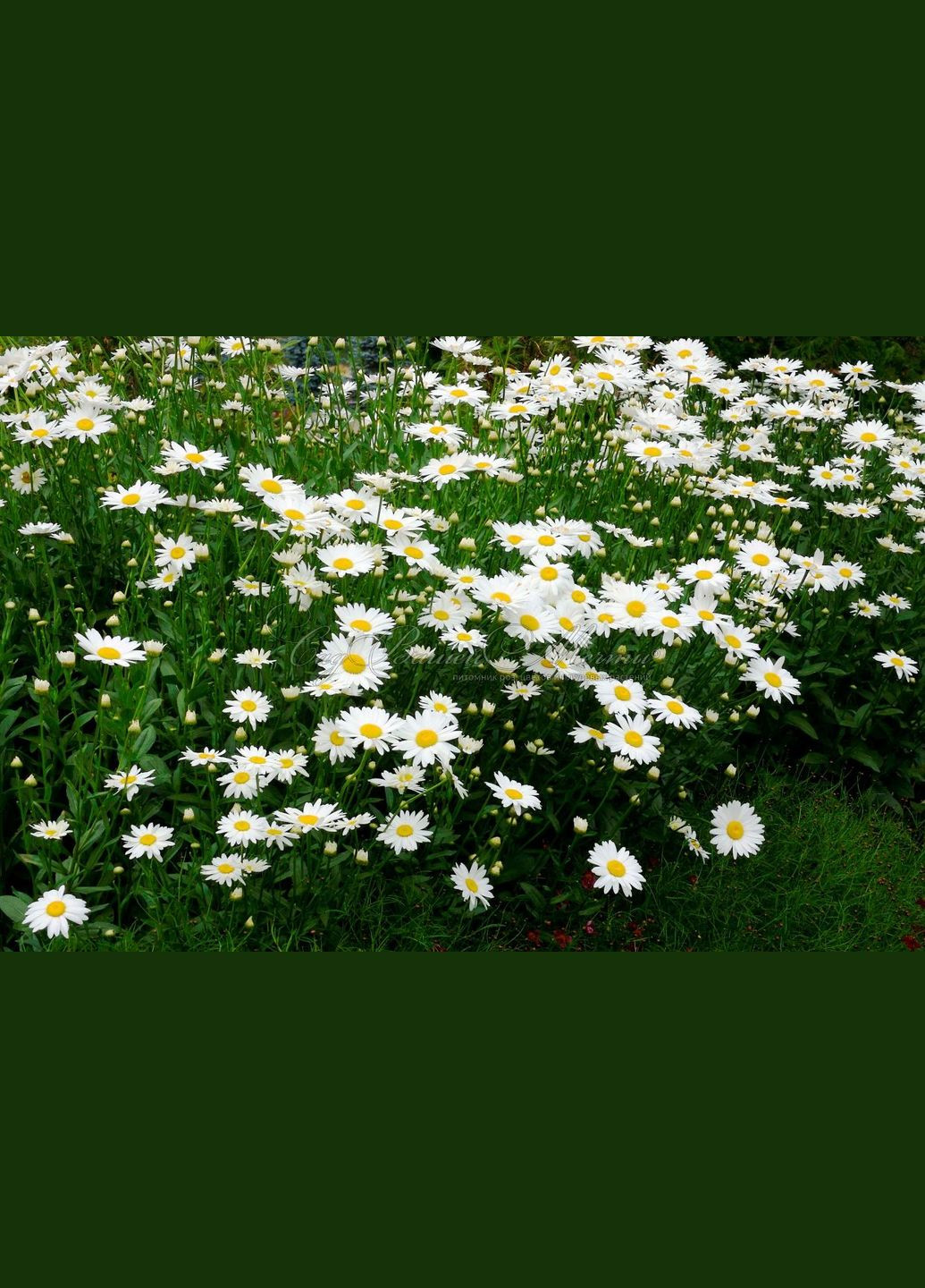 Семена Ромашка 0,2 г ( ) Насіння країни (328607052)