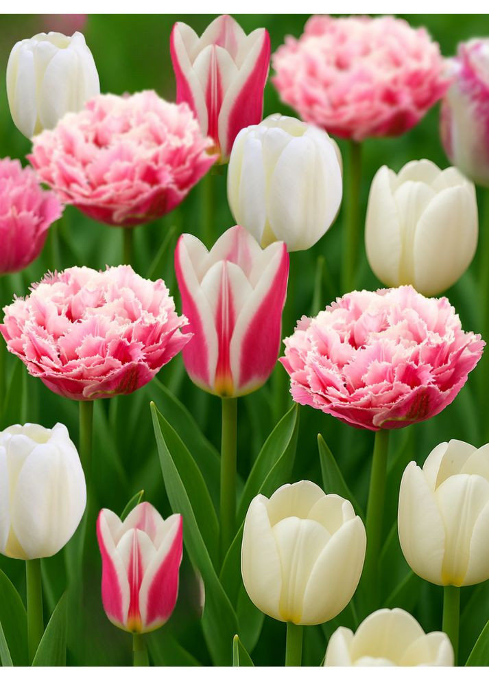 Мікс тюльпанів Зефірка (8 шт. в упаковці) No Brand (364535979)