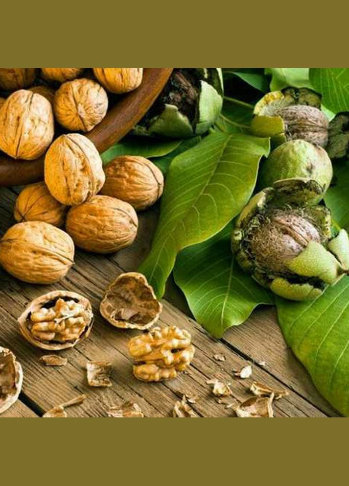 Саженцы грецкого ореха Элизабет - 2-летний Садовий-Розмай (301220403)