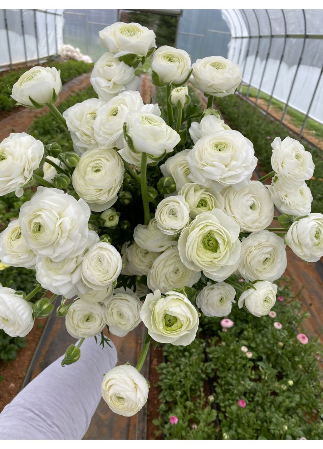 Ранункулюс (лютик) Tomer White (5 шт. в упаковці) No Brand (364535383)