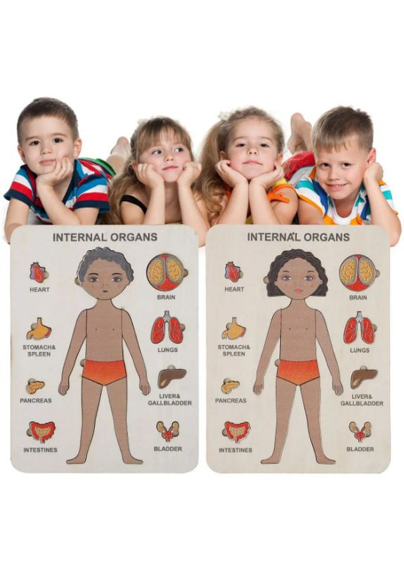 Пазлы обучающие Internal Organs 30349 № 2 () Strateg (338870445)