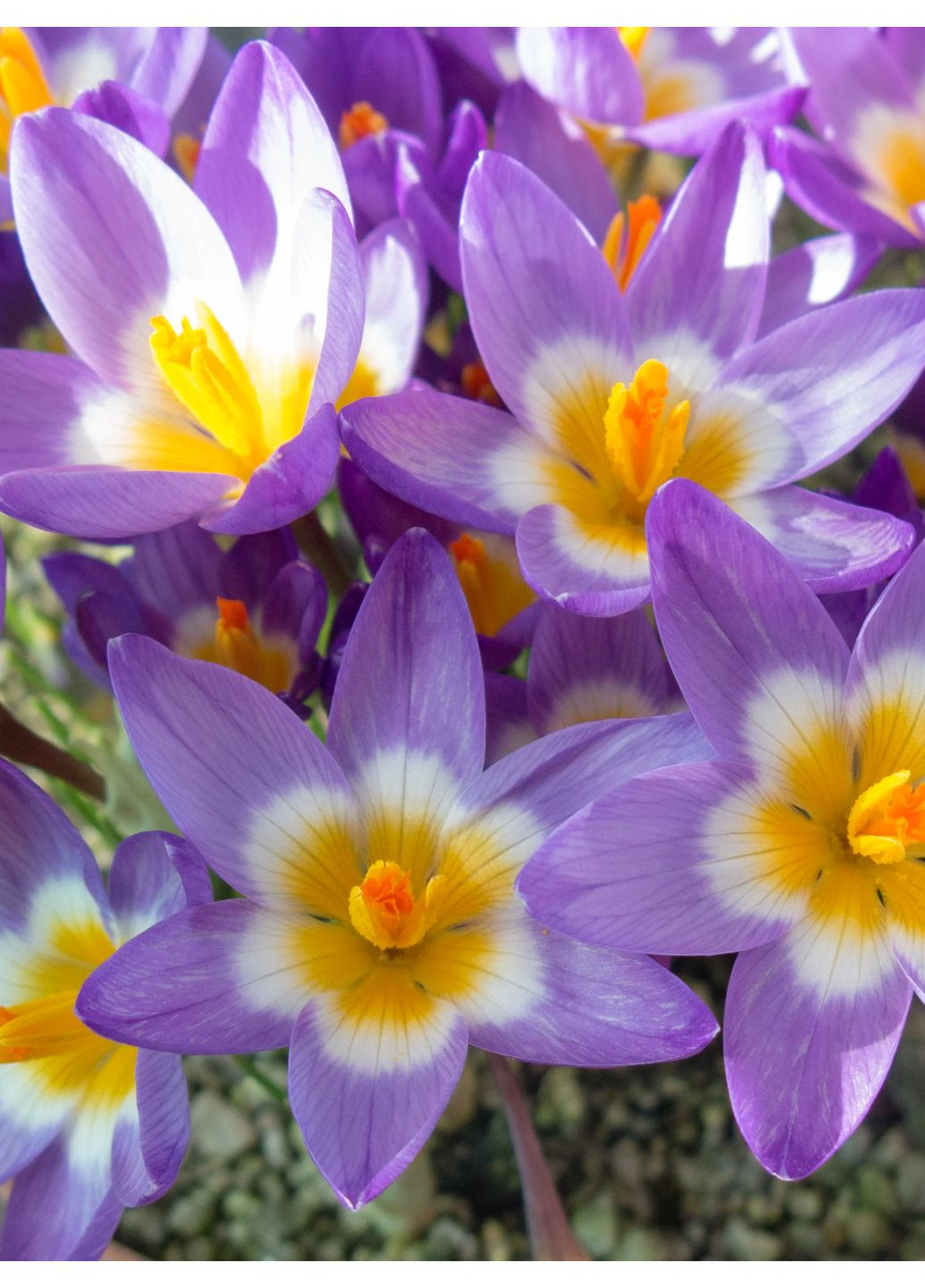 Крокус Sieberi Tricolor (5 шт. в упаковці) No Brand (365250825)