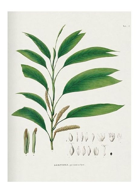 Книга Martius. The Book of Palms (9783836566148) Taschen (364654493)