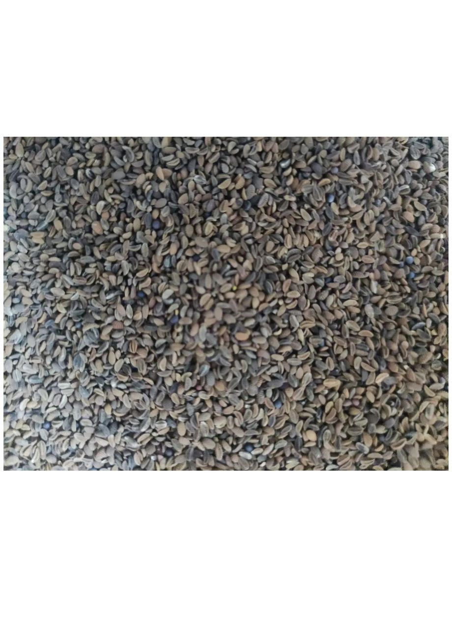 Семена сидерат Фацелия 1кг (весовая) No Brand (360788627)