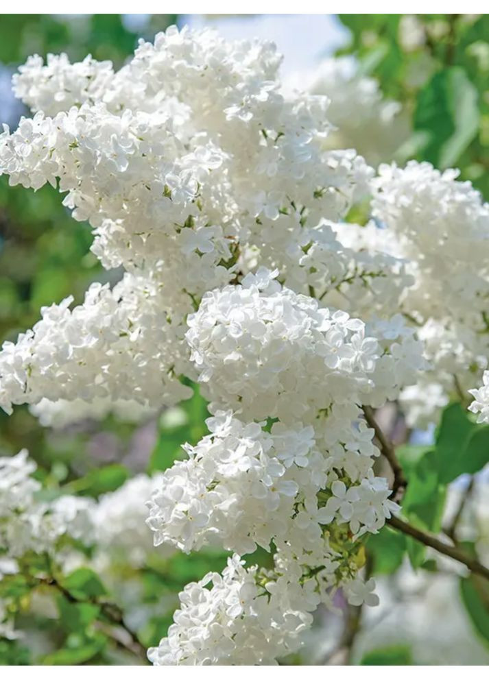 Бузок Аліса Харді No Brand (365250762)