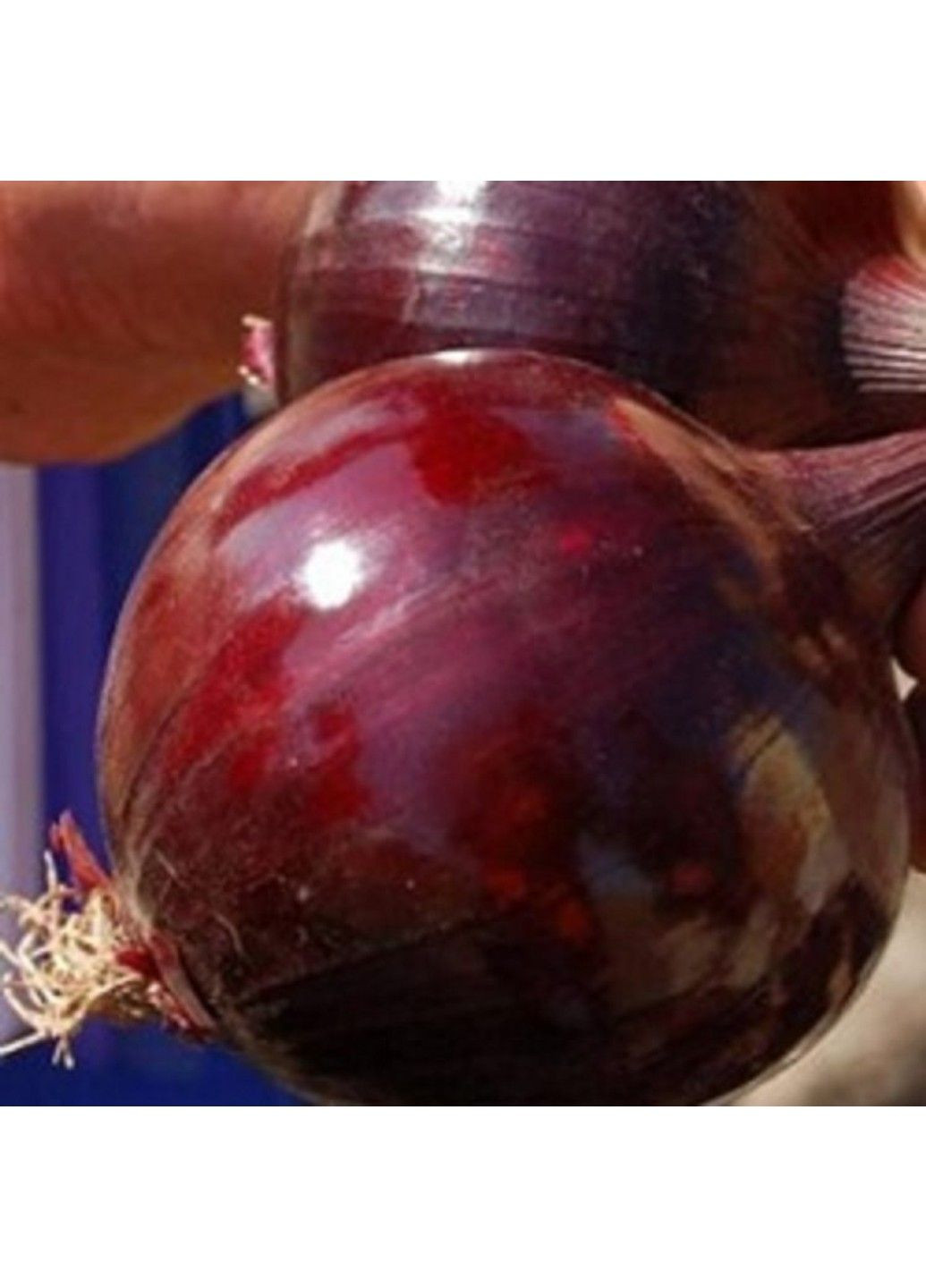 Семена лука Робин F1 Bejo Zaden (333035973)