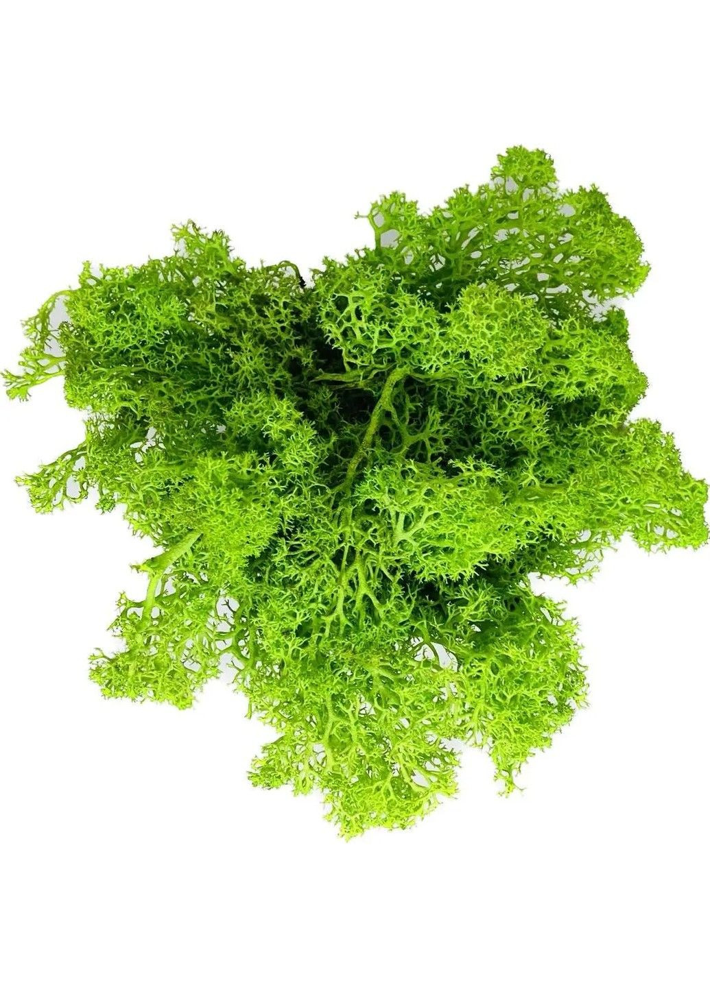 Кашпо горщик зі стабілізованим мохом Грут Groot G4 No Brand (331639547)