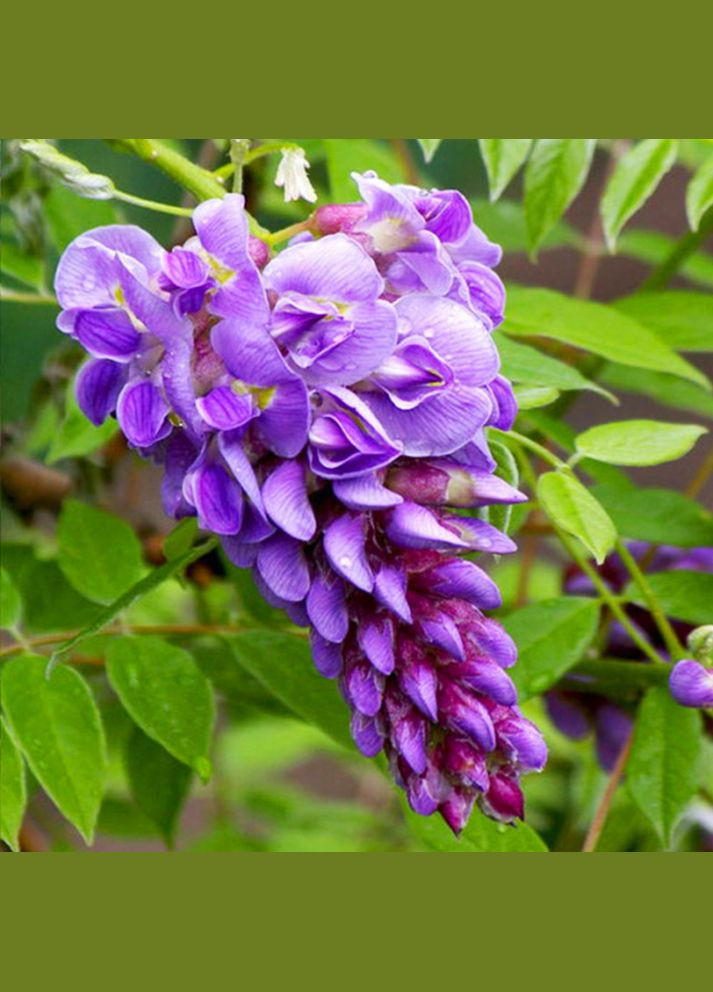 Саджанці гліцинії Блю Мун Садовий-Розмай (301220604)