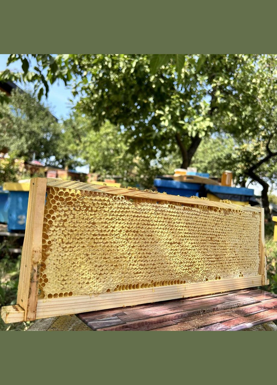 2025 г Соты Разнотравье - подсолнечник 700 грамм МЕД ПОШТОЮ (351874109)