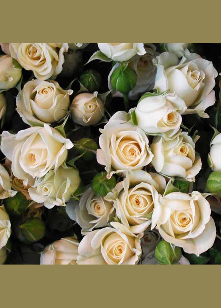 Саженцы бордюрных роз Уайт Леди Садовий-Розмай (301220226)