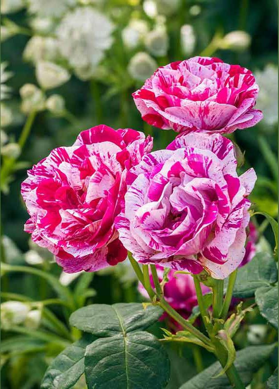 Троянда Ferdinand Pichard (Фердінанд Пішар) 150-200 см Декоплант (284117327)