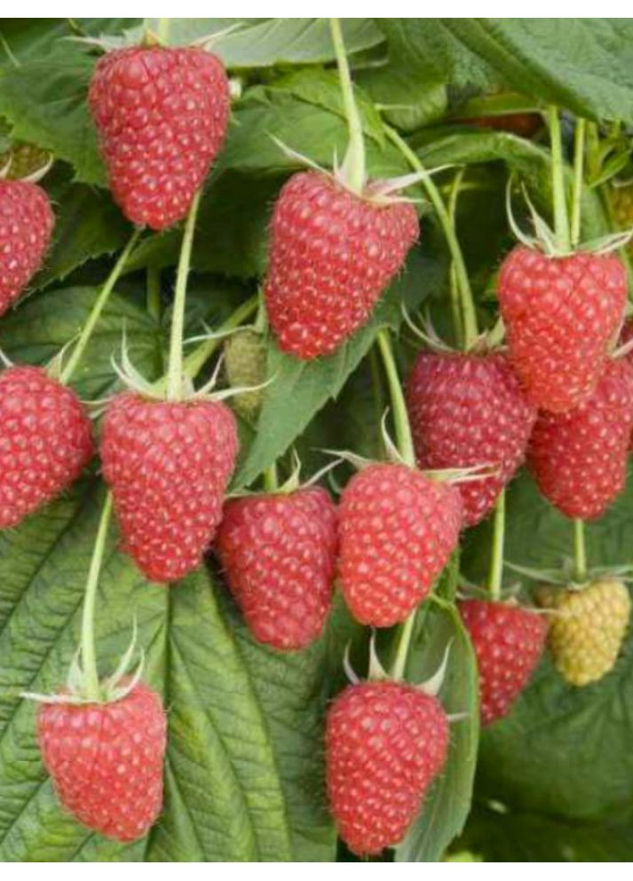 Малина Брусвяна No Brand (364535866)