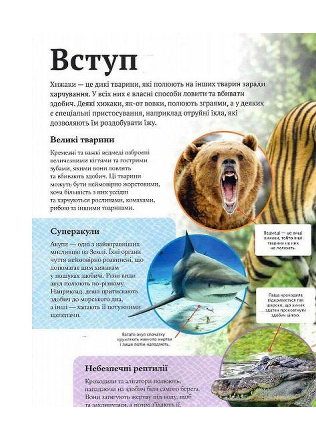 Детская энциклопедия хищников (на украинском языке) Виват (322122693)