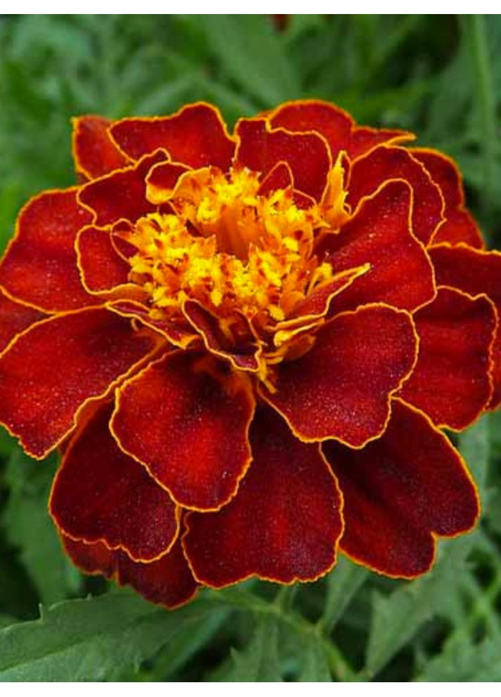 Чорнобривці "Пантера" ТМ " " 0,25 г. Leda Agro (369407014)