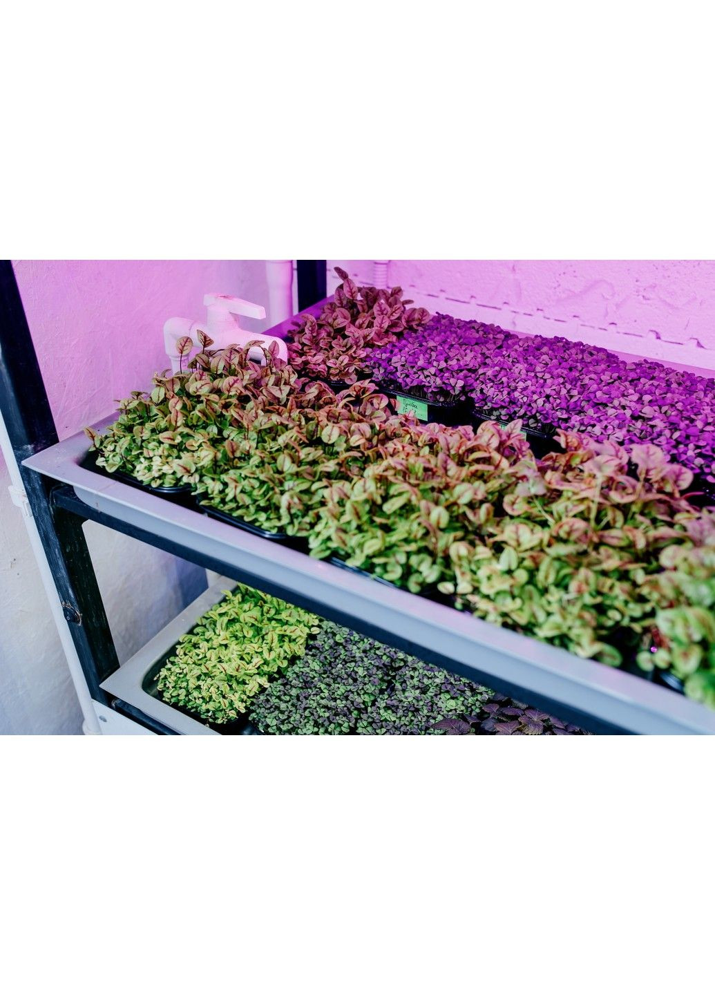 Установка "Hibrid4.0" Зелений Шеф (302316679)