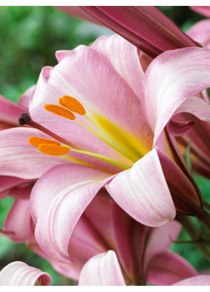 Лілія Pink Planet (12/14) No Brand (364535911)