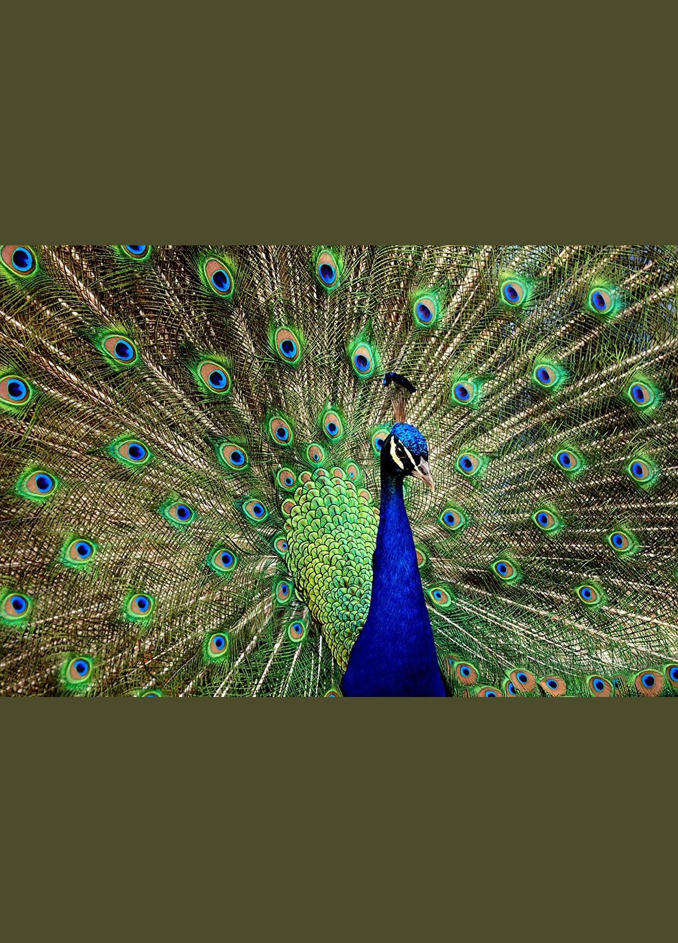 Набор алмазной вышивки "Прекрасный павлин" Чарівний діамант (333709770)