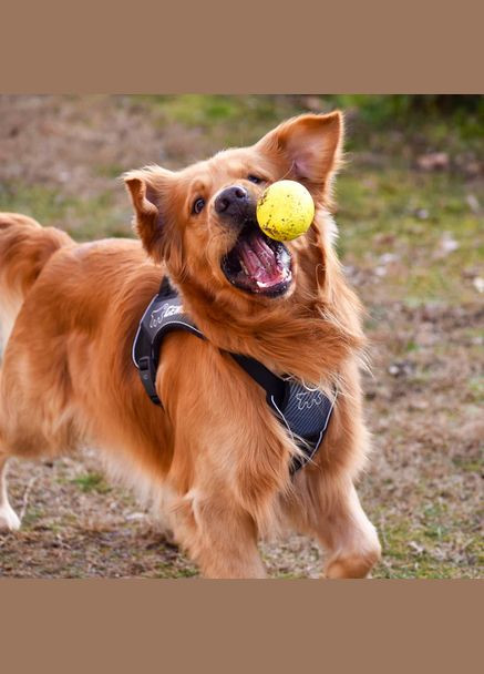 CHEWA BOING BALL M Іграшка для зубів Ferplast (335587188)