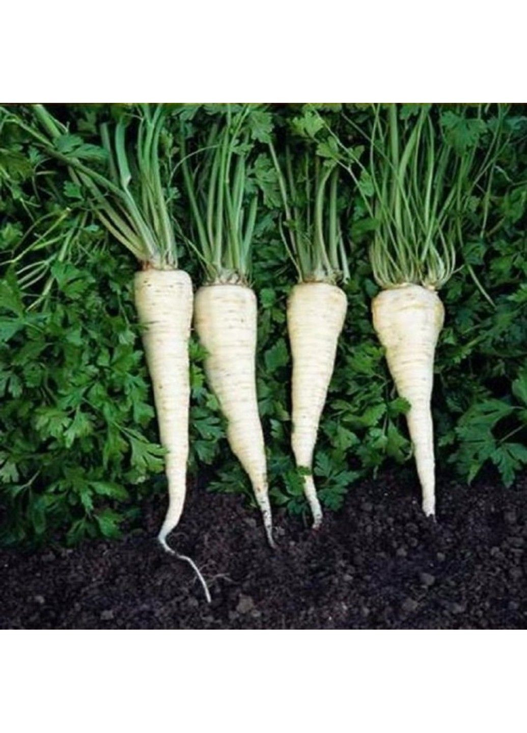 Семена петрушка корневая Игл Bejo Zaden (333339628)