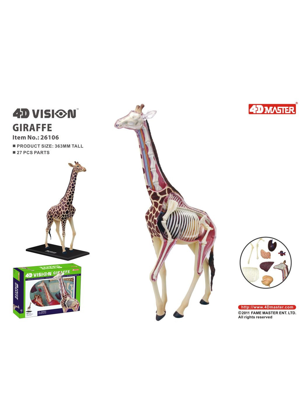 Анатомическая модель Жираф FM622011 4D Master (313434279)