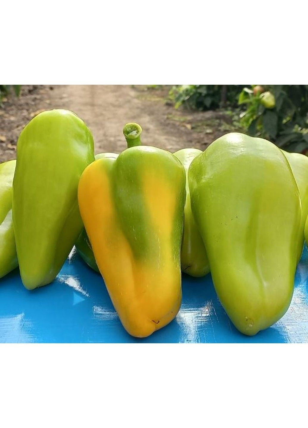 Семена перца Пироуэт F1 Syngenta (331900678)