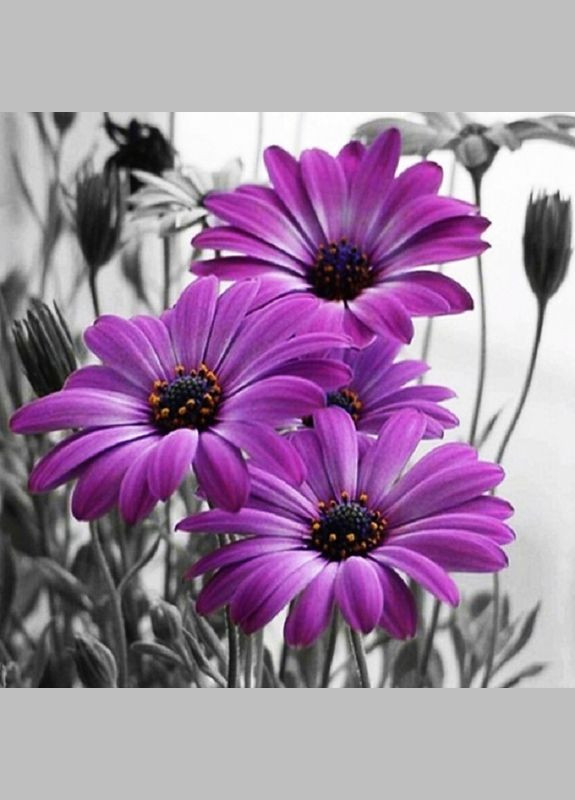 Алмазна мозаїка Чарівний діамант (333709994)