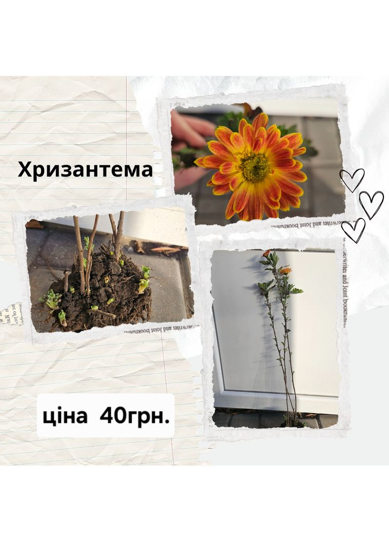 Хризантема оранжевая осенняя садовый цветок No Brand (369616842)