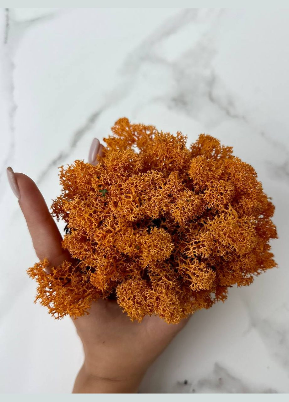 Стабілізований Норвезький Мох (Ягель) 100 р. – Autumn No Brand (302520150)