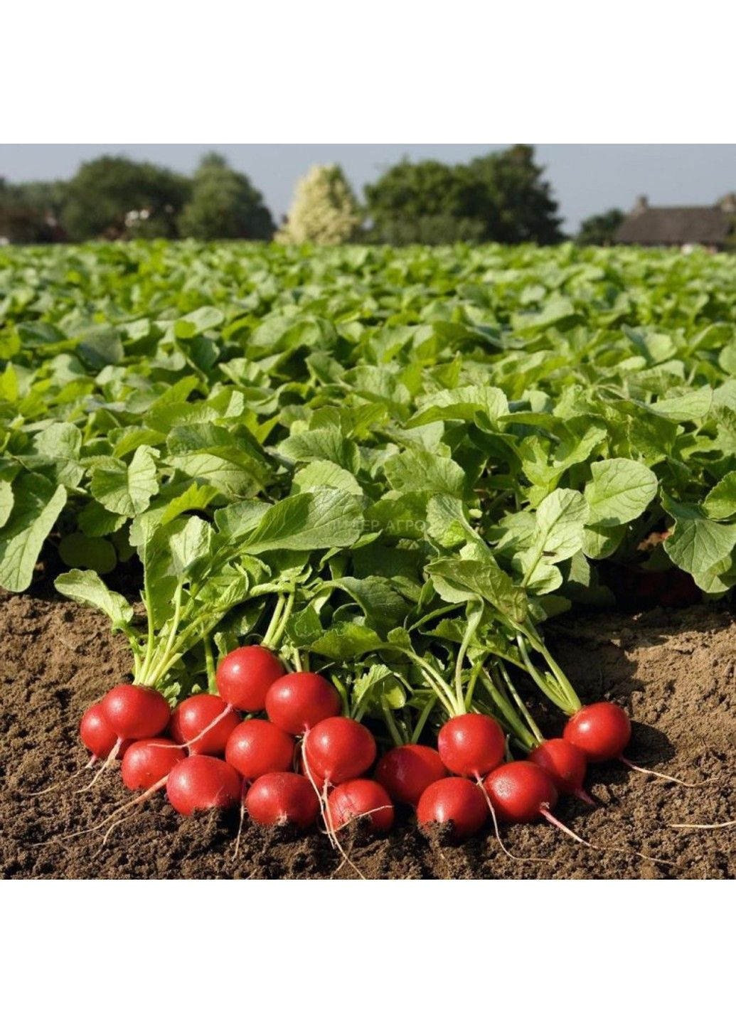 Насіння редиски Роксан F1 Bejo Zaden (333036012)