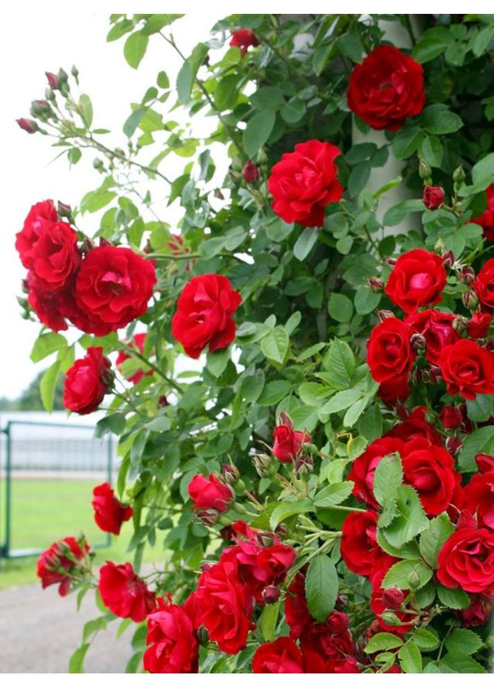 Роза плетистая Flammentanz АА+ No Brand (364535316)