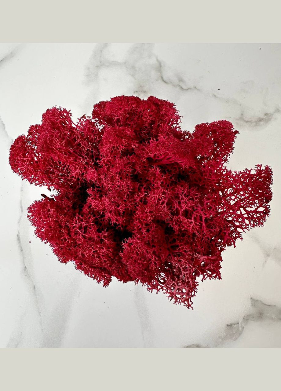 Стабілізований Норвезький Мох (Ягель) 100 р. – Red No Brand (302520183)