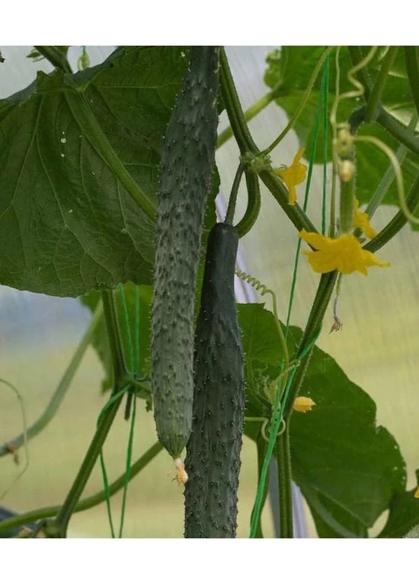 Огірок "Алігатор F1" ТМ " " 0,5 г. GL Seeds (364655020)