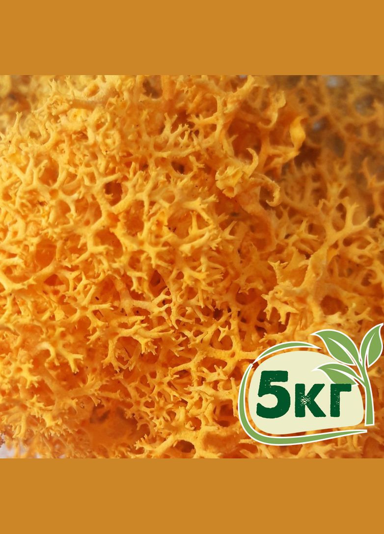 Стабілізований мох ягель Жовтий осінній 5 кг Nordic moss (276401169)