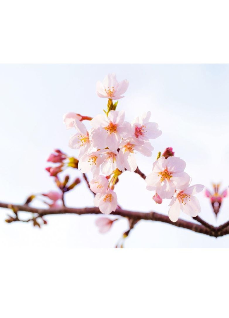 Regions Spring Sakura тканинна маска для зайва, 7 шт. LuLuLun (307090911)