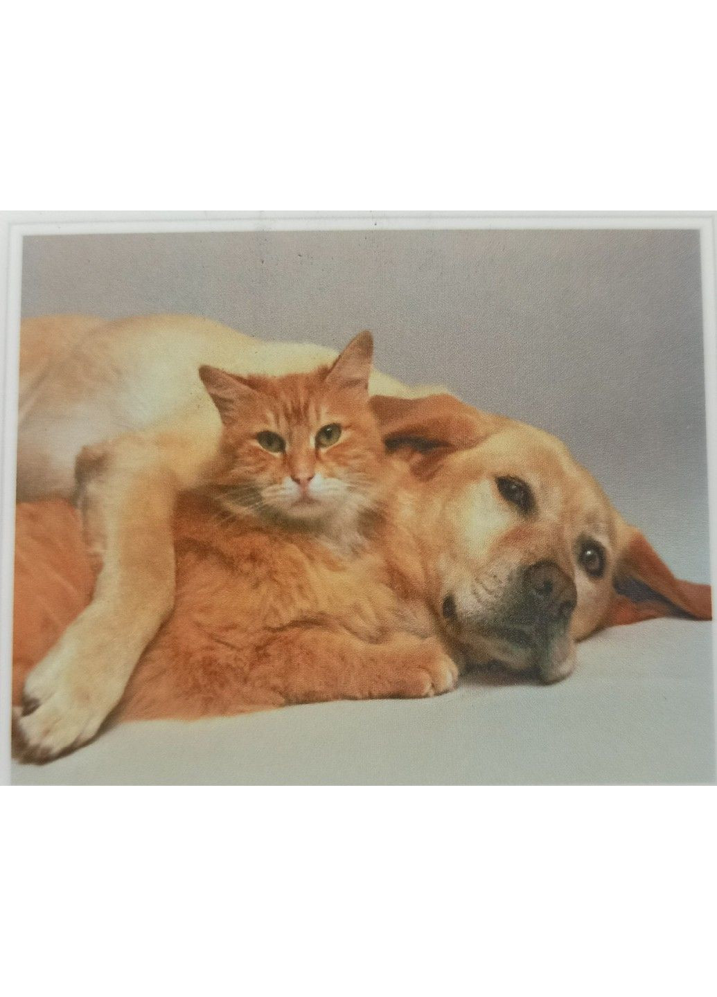 Алмазна вишивка "Кіт і собака - найкращі друзі" Пухнаста парочка повна викладка мозаїка 5d 30х40 см No Brand (332208013)