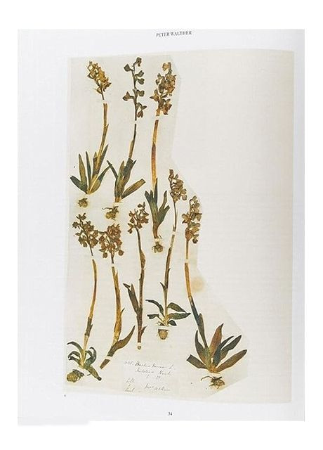 Книга Anna Atkins. Cyanotypes (9783836596039) Taschen (364656052)