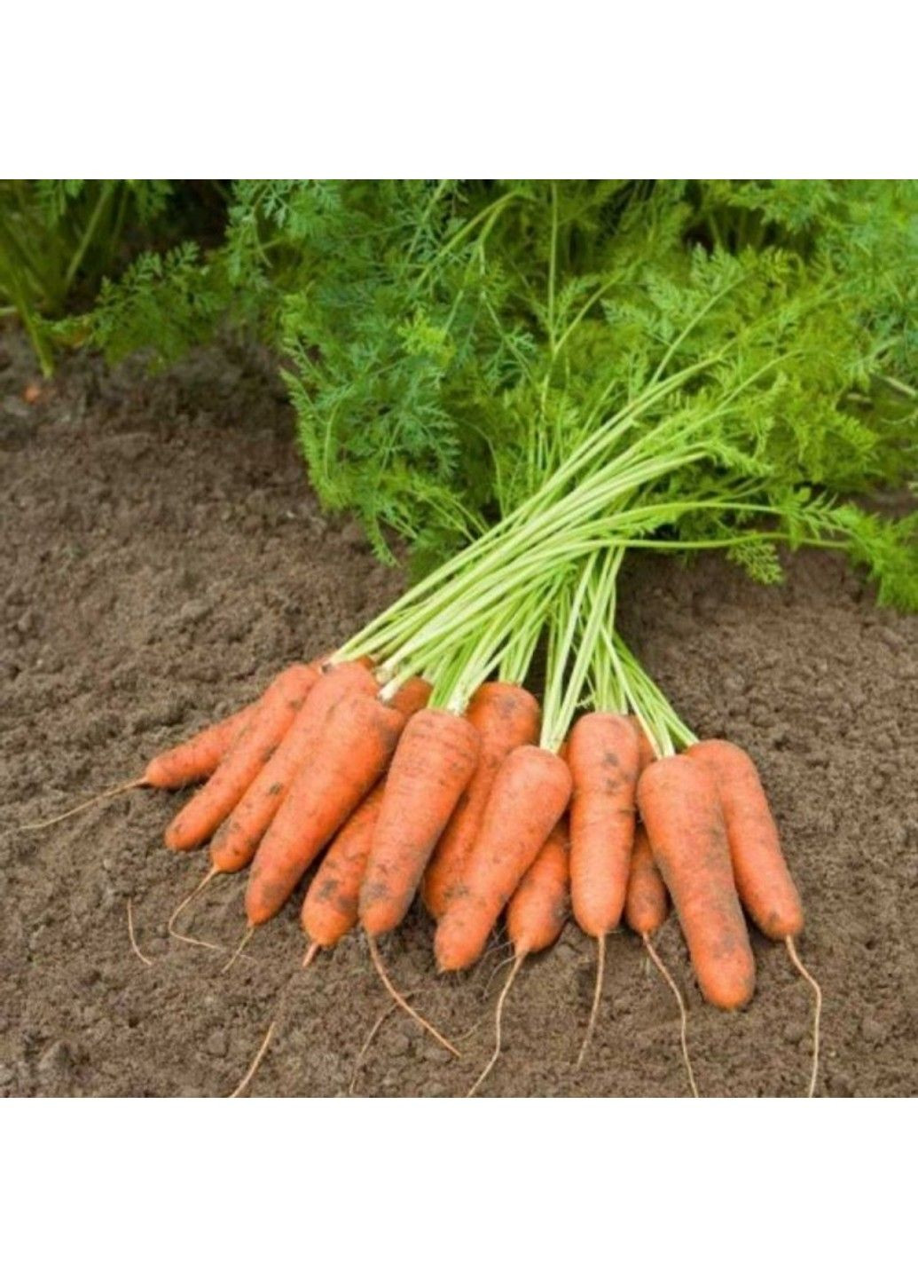 Насіння моркви Каріні Bejo Zaden (333035958)
